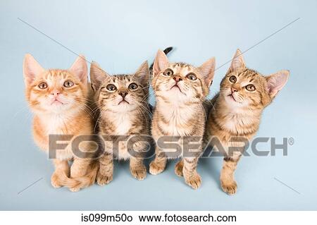 Four cats looking up View Large Photo Image Picture - Four cats looking up. Fotosearch