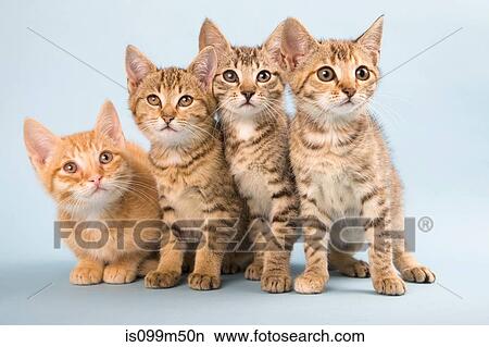 Four cats side by side View Large Photo Image Picture - Four cats side by side. Fotosearch