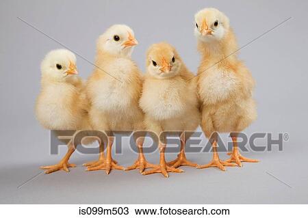 Four chicks front view, studio shot View Large Photo Image Stock Image - Four chicks front view, studio shot. Fotosearch