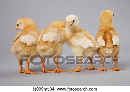 Four chicks rear view, studio shot View Large Photo Image Picture - Four chicks rear view, studio shot. Fotosearch