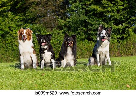 Four dogs sitting on grass View Large Photo Image Stock Photo - Four dogs sitting on grass. Fotosearch