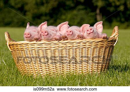 Stock Image - Four piglets in basket. Fotosearch