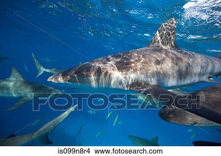 Frenzy of Caribbean Reef Sharks View Large Photo Image Picture - Frenzy of Caribbean Reef Sharks. Fotosearch
