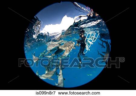 Frenzy of Caribbean Reef Sharks View Large Photo Image Stock Photo - Frenzy of Caribbean Reef Sharks. Fotosearch