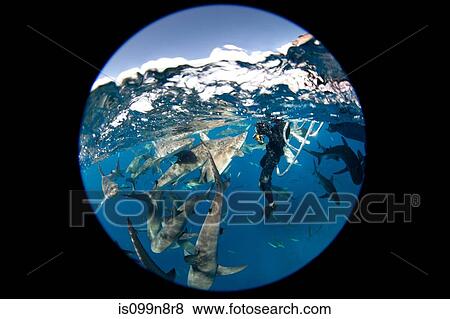Frenzy of Caribbean Reef Sharks View Large Photo Image Stock Photo - Frenzy of Caribbean Reef Sharks. Fotosearch
