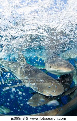 Frenzy of Caribbean Reef Sharks View Large Photo Image Stock Photography - Frenzy of Caribbean Reef Sharks. Fotosearch