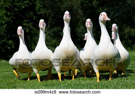 Gaggle of geese View Large Photo Image Stock Photo - Gaggle of geese. Fotosearch
