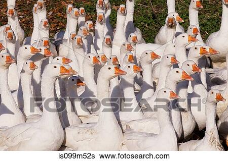 Stock Photograph - Gaggle of geese. Fotosearch