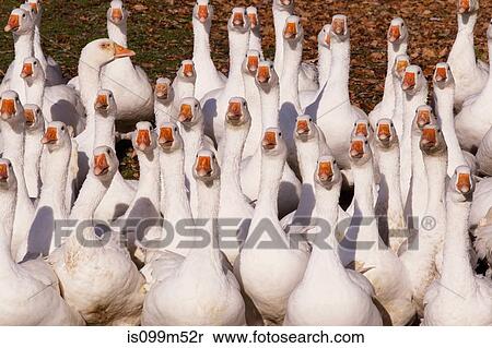 Gaggle of geese View Large Photo Image Stock Photography - Gaggle of geese. Fotosearch