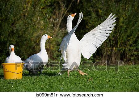 Geese with bucket of water View Large Photo Image Stock Photography - Geese with bucket of water. Fotosearch