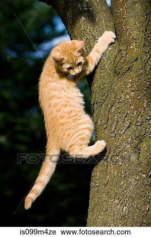Ginger cat gripping tree View Large Photo Image Stock Image - Ginger cat gripping tree. Fotosearch