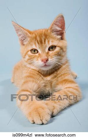 Ginger cat looking at camera View Large Photo Image Stock Image - Ginger cat looking at camera. Fotosearch