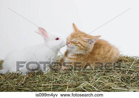 Ginger kitten and rabbit View Large Photo Image Stock Photo - Ginger kitten and rabbit. Fotosearch