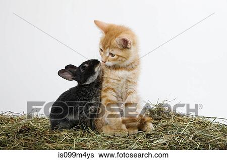 Stock Photograph - Ginger kitten and rabbit. Fotosearch