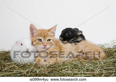 Ginger kitten and rabbits View Large Photo Image Stock Photograph - Ginger kitten and rabbits. Fotosearch