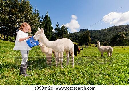 Stock Image - Girl feeding alpacas in field. Fotosearch