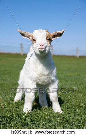 Goat kid in field View Large Photo Image Stock Image - Goat kid in field. Fotosearch