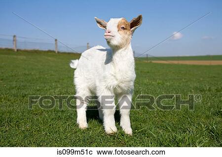Goat kid in field View Large Photo Image Stock Image - Goat kid in field. Fotosearch