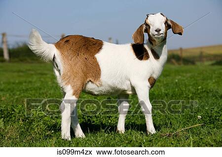 Goat kid in field View Large Photo Image Stock Photo - Goat kid in field. Fotosearch