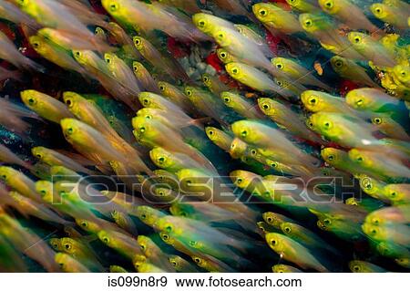 Golden Sweepers, Maldives View Large Photo Image Stock Photo - Golden Sweepers, Maldives. Fotosearch
