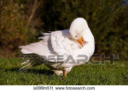 Goose preening View Large Photo Image Stock Photograph - Goose preening. Fotosearch