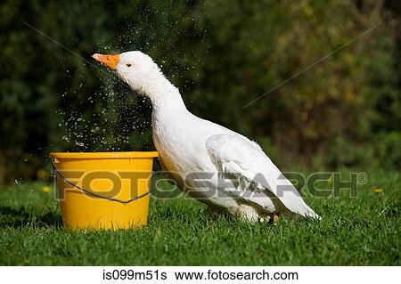 Stock Photograph - Goose with bucket of water. Fotosearch