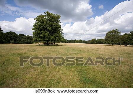 Grassy field in Richmond Park, London, UK View Large Photo Image Stock Image - Grassy field in Richmond Park, London, UK. Fotosearch