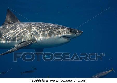 Great White Shark, Mexico. View Large Photo Image Stock Image - Great White Shark, Mexico.. Fotosearch