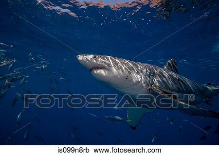 Great White Shark, Mexico. View Large Photo Image Stock Image - Great White Shark, Mexico.. Fotosearch