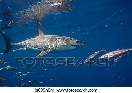Great White Shark, Mexico. View Large Photo Image Stock Image - Great White Shark, Mexico.. Fotosearch