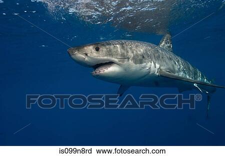 Great White Shark, Mexico. View Large Photo Image Stock Image - Great White Shark, Mexico.. Fotosearch