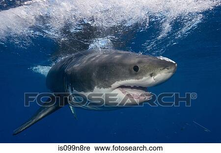 Stock Image - Great White Shark, Mexico.. Fotosearch