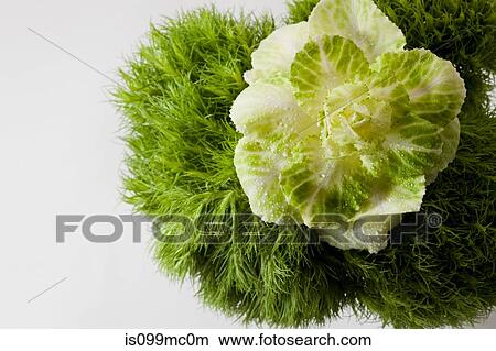 Green leaves on grass View Large Photo Image Picture - Green leaves on grass. Fotosearch