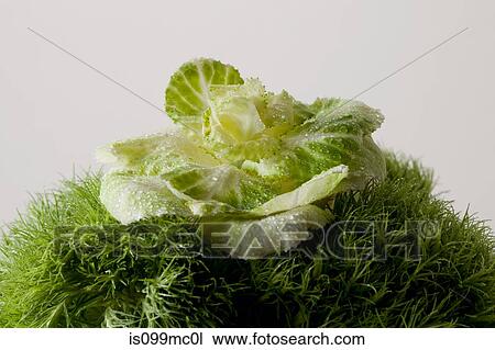 Green leaves on grass View Large Photo Image Stock Image - Green leaves on grass. Fotosearch