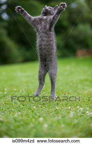 Grey cat jumping in mid air View Large Photo Image Stock Image - Grey cat jumping in mid air. Fotosearch