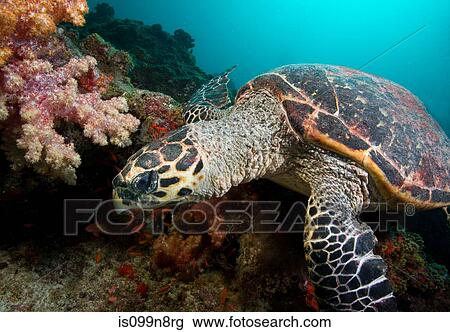 Hawksbill Turtle on Coral Reef View Large Photo Image Stock Image - Hawksbill Turtle on Coral Reef. Fotosearch