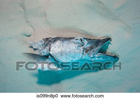 Head of Fish used for Shark chum View Large Photo Image Stock Image - Head of Fish used for Shark chum. Fotosearch