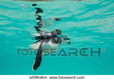 Juvenile Green Sea Turtle View Large Photo Image Picture - Juvenile Green Sea Turtle. Fotosearch