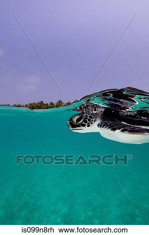 Juvenile Green Sea Turtle View Large Photo Image Stock Image - Juvenile Green Sea Turtle. Fotosearch