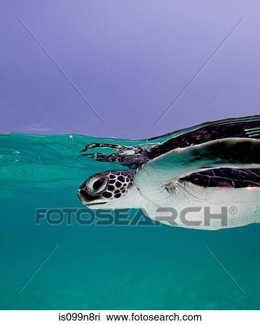Juvenile Green Sea Turtle View Large Photo Image Stock Image - Juvenile Green Sea Turtle. Fotosearch