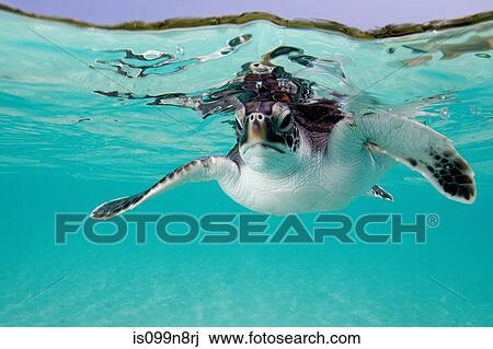 Juvenile Green Sea Turtle View Large Photo Image Stock Image - Juvenile Green Sea Turtle. Fotosearch