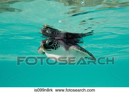 Stock Image - Juvenile Green Sea Turtle. Fotosearch