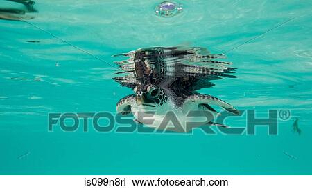 Juvenile Green Sea Turtle View Large Photo Image Stock Image - Juvenile Green Sea Turtle. Fotosearch