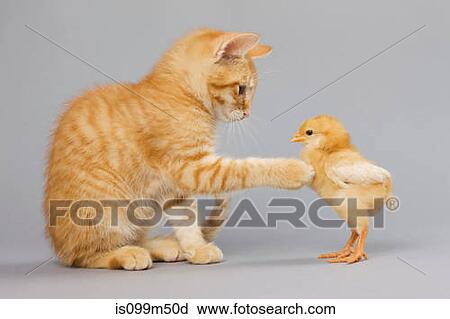 Kitten and chick View Large Photo Image Stock Image - Kitten and chick. Fotosearch