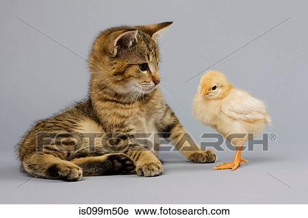 Kitten and chick View Large Photo Image Stock Image - Kitten and chick. Fotosearch