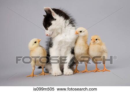 Kitten and chicks View Large Photo Image Stock Photography - Kitten and chicks. Fotosearch