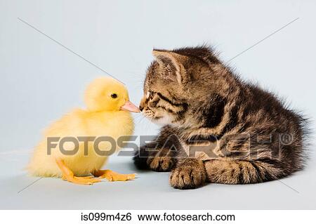 Kitten and duckling View Large Photo Image Stock Photograph - Kitten and duckling. Fotosearch