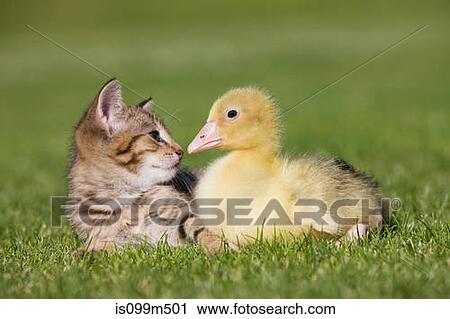 Kitten and gosling on grass View Large Photo Image Stock Image - Kitten and gosling on grass. Fotosearch