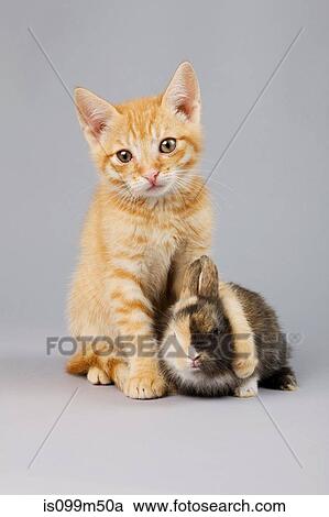 Kitten and rabbit View Large Photo Image Stock Image - Kitten and rabbit. Fotosearch
