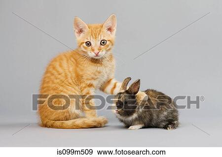 Kitten and rabbit View Large Photo Image Stock Photo - Kitten and rabbit. Fotosearch